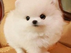 淮安美国猎狐犬