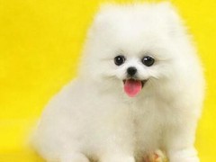 顺琦犬舍