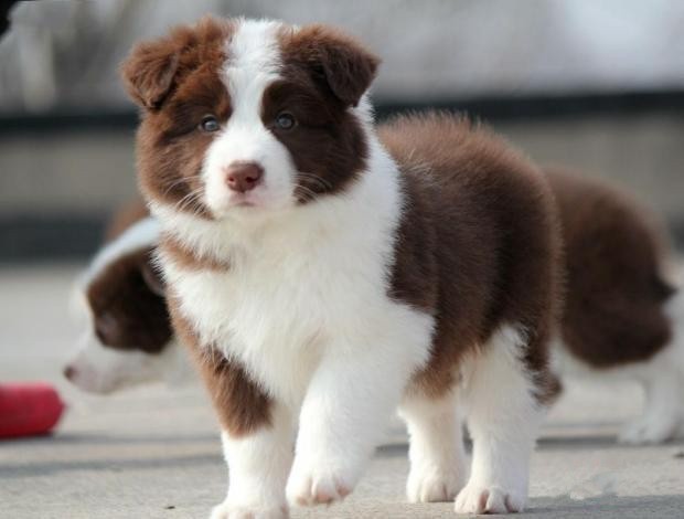 犬舍繁殖基地