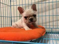 盛诚犬业