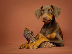 南昌德国宾莎犬