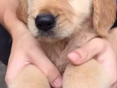 安安犬舍