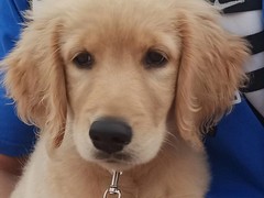爱宠乐犬舍