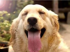 宁波库瓦兹犬
