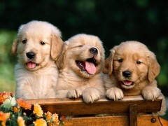福州荷兰毛狮犬