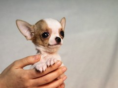 玉龙犬舍