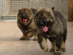 南昌德国宾莎犬