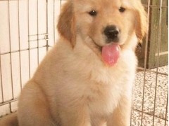 小城名宠