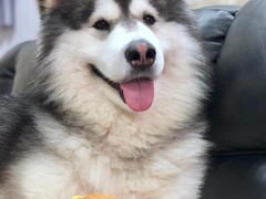 银川比利牛斯牧羊犬