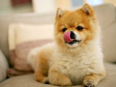 盐城布列塔尼犬