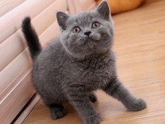 靖瑶猫舍