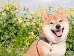 东莞田野小猎犬