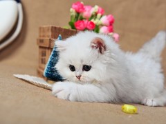 钟灵猫舍