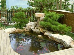 临沂锦鲤领养