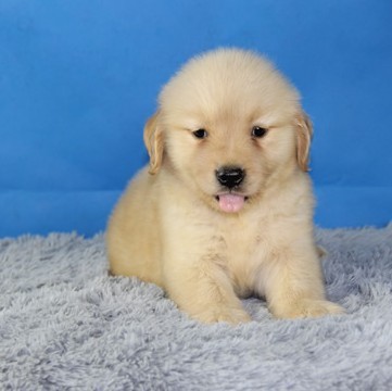 出售纯种幼犬金毛犬 可上门亲自挑选,,多只可选择,品种多