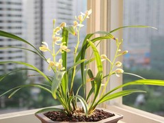 海南尚谷植颜园林景观有限公司