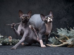 嘉美猫舍