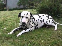 福州比格猎犬
