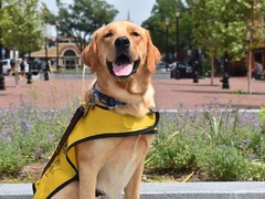 镇江训犬基地