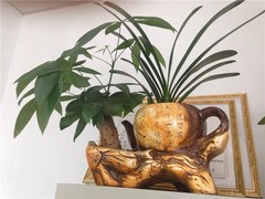 卢湾园林养护