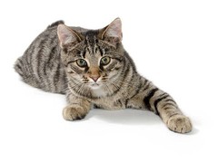 银川纯种猫咪