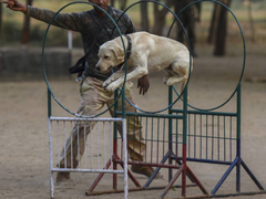 郑州训犬基地
