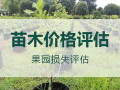 乐山评估服务