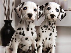 福州比格猎犬