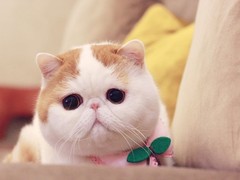 可乐猫咪苑