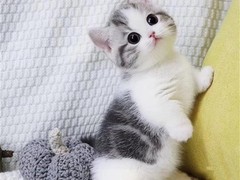 千禧猫舍
