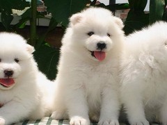广东退伍兵犬舍