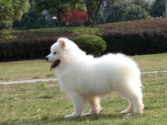 爱宠乐犬舍