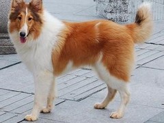 犬舍繁殖基地