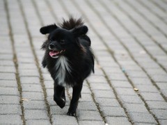 邯郸粗毛柯利犬