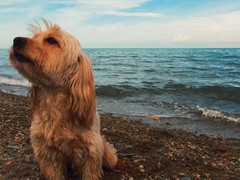 吉祥犬舍