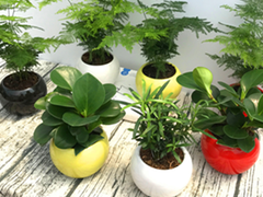 苏州办公室绿植租赁