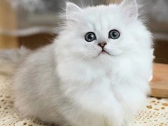 杭州蓝白多少钱