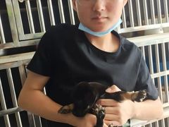 上海青浦区宠物小动物流浪狗流浪猫救助领养收容收养中心站