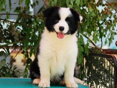 济南犬舍基地