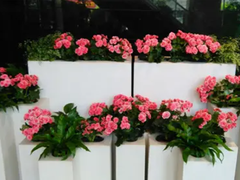 苏州绿植租摆