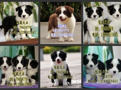 广东cku名犬繁殖基地