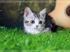 莉姿猫舍