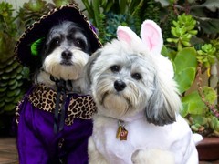 苏州北京犬