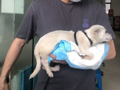 菏泽宠物猫医院
