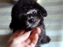 大连芬兰拉普猎犬