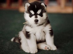 咸阳哈士奇幼犬