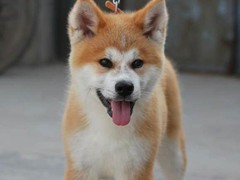 广东旺驰犬舍（cku认证犬舍）