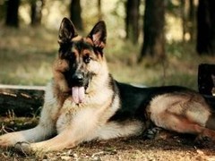 星园犬业