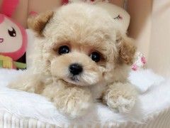 广州博爱犬舍