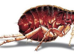 宁波灭蟑螂公司